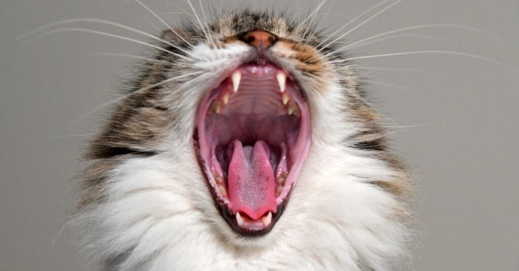 Fluffy cat yawning wide showing teeth and tongue