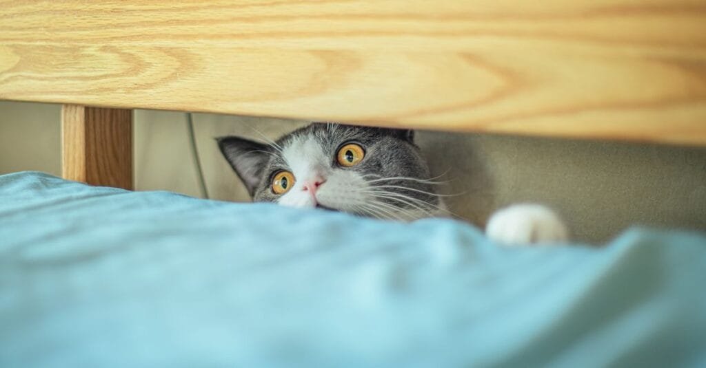 Anxious cat peeking over the edge of a bed