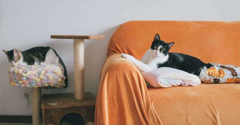Cat resting on an orange couch with a cat tree beside it