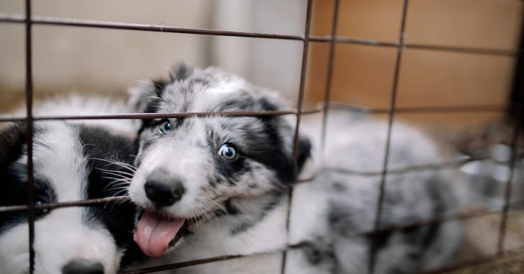 Merle puppy resting at the open door of a wire crate