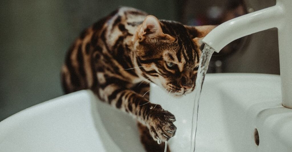 Bengal cat drinking from a bathroom sink