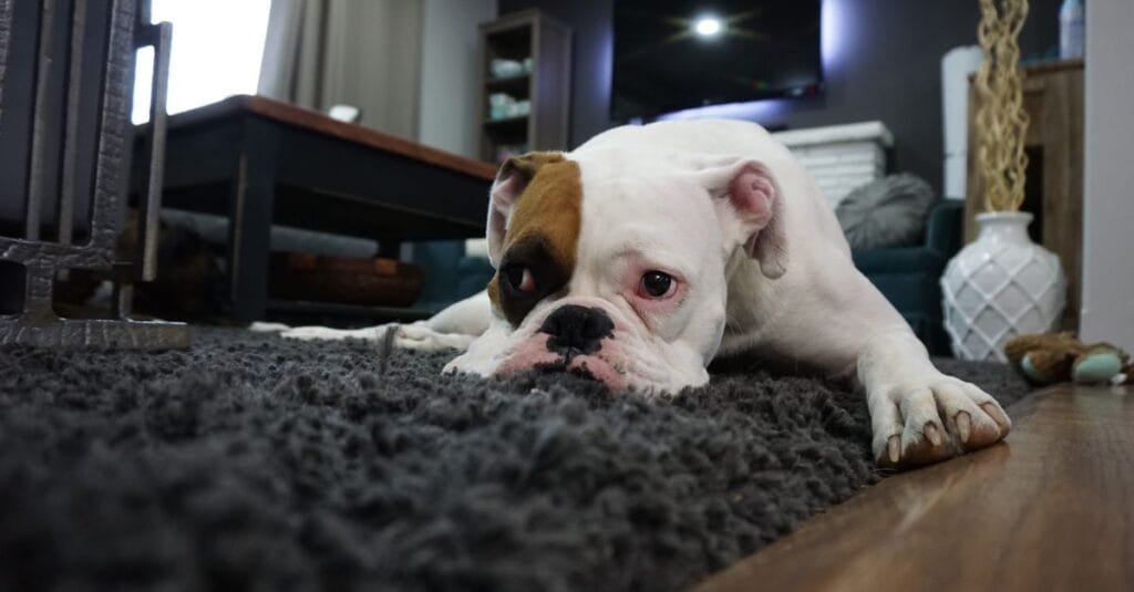 Bulldog lying on a gray carpet at home