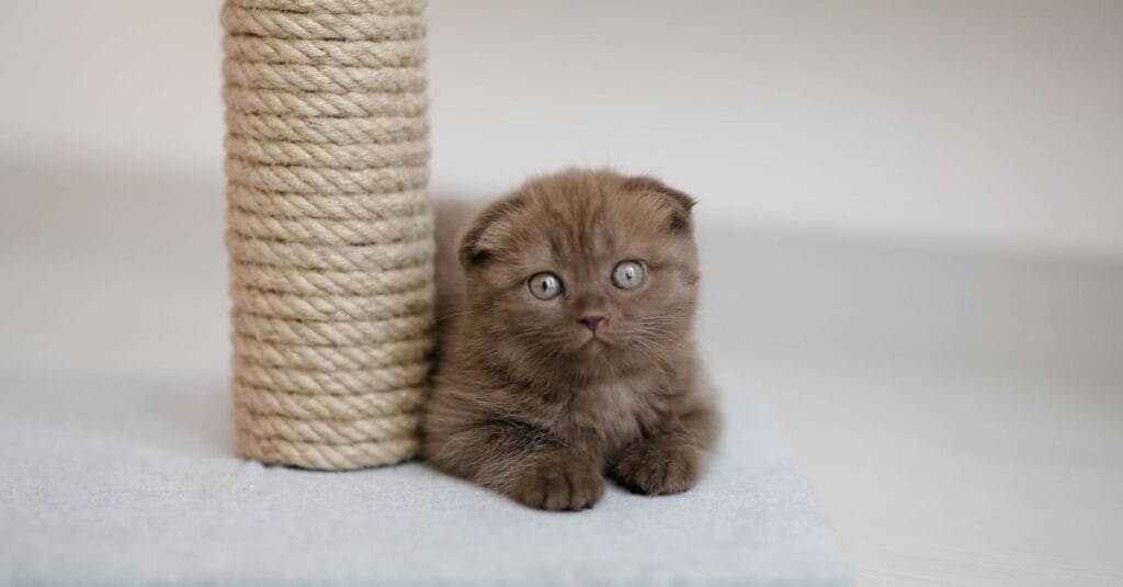 Scottish Fold kitten beside a sisal scratching post