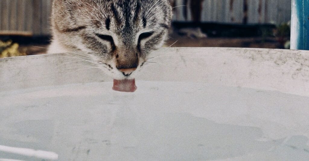 Cat drinking from a large water tub with its tongue out