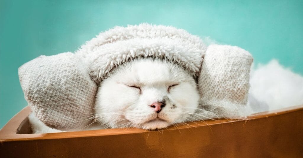 White cat swaddled snugly in a towel
