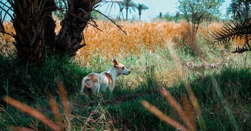 Dog exploring tall dry grass on a walk