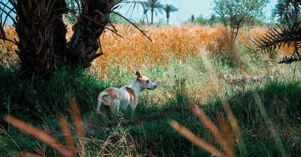 Dog exploring tall dry grass on a walk