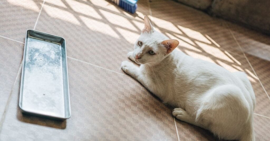 White cat standing beside a metal litter tray