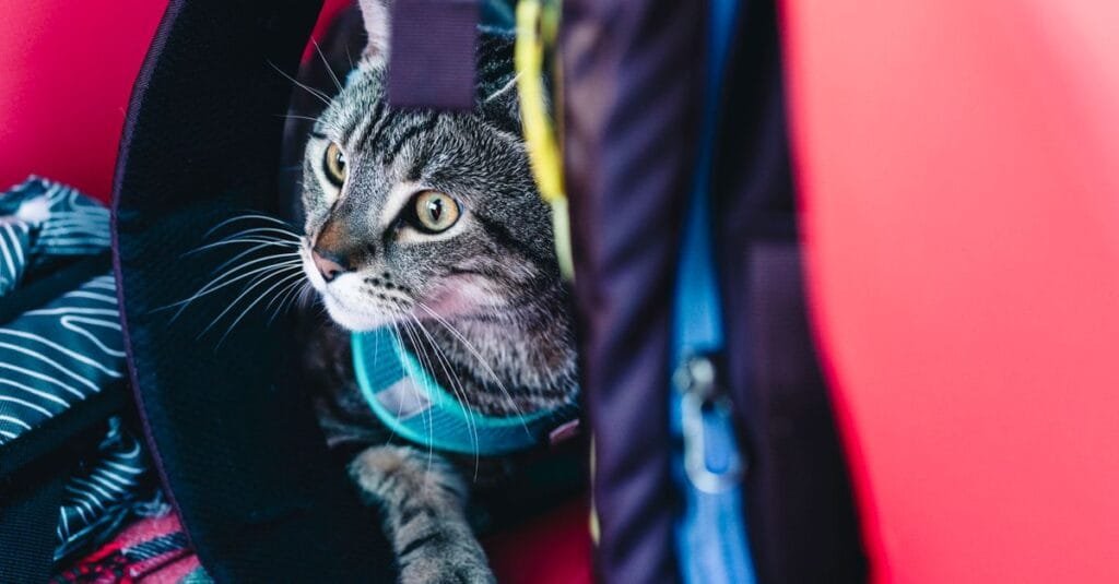 Tabby cat sitting inside an open travel carrier