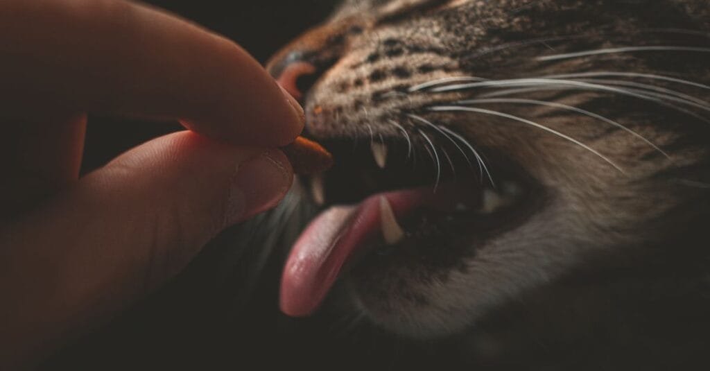 Finger gently touching a cat’s mouth in low light