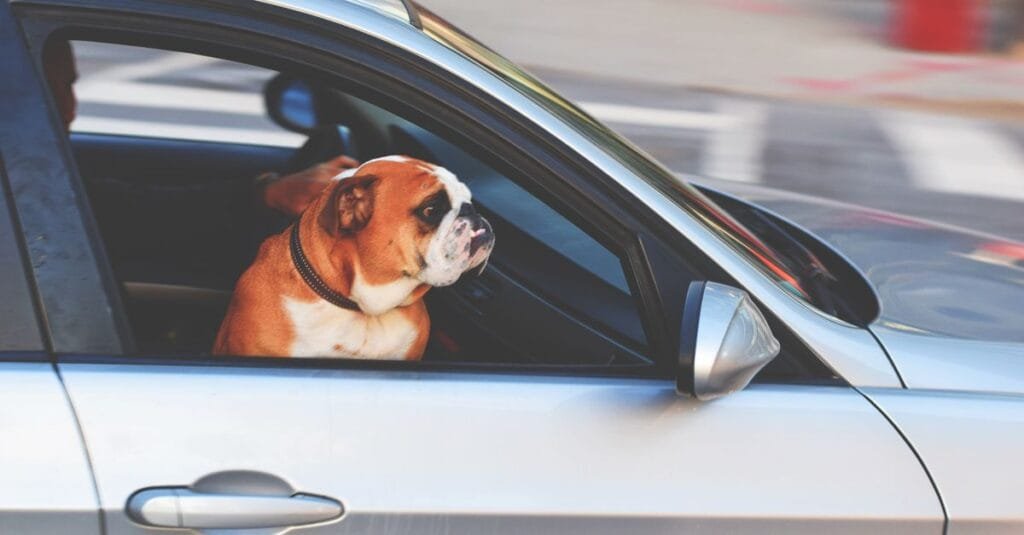 Bulldog looking out of a car window