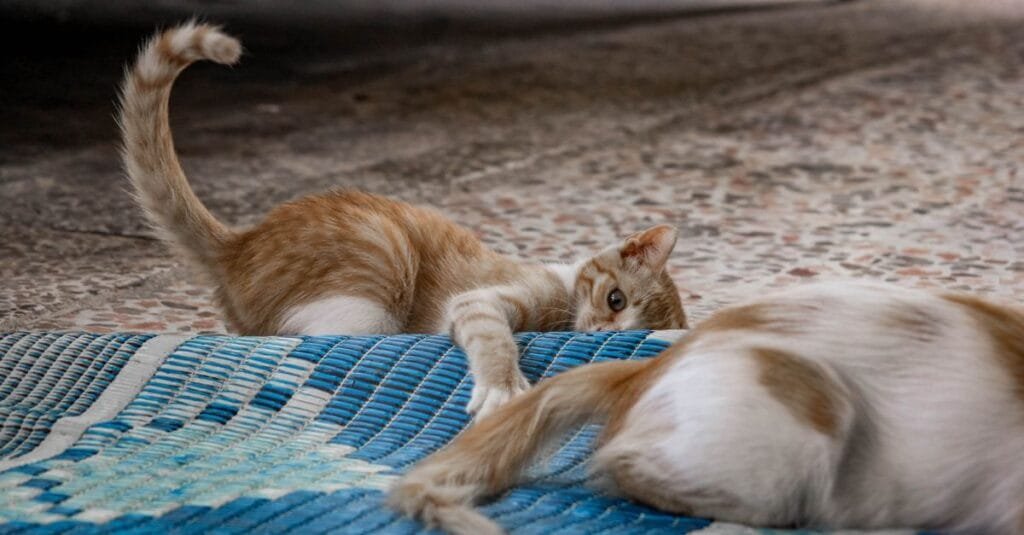 Adult cat playing with an orange kitten on a mosaic floor