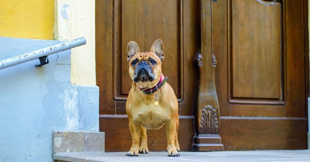 French bulldog waiting by a front door