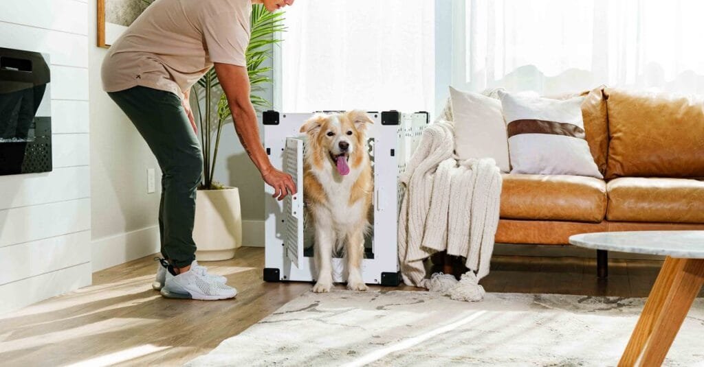 Man inviting a golden retriever toward its crate