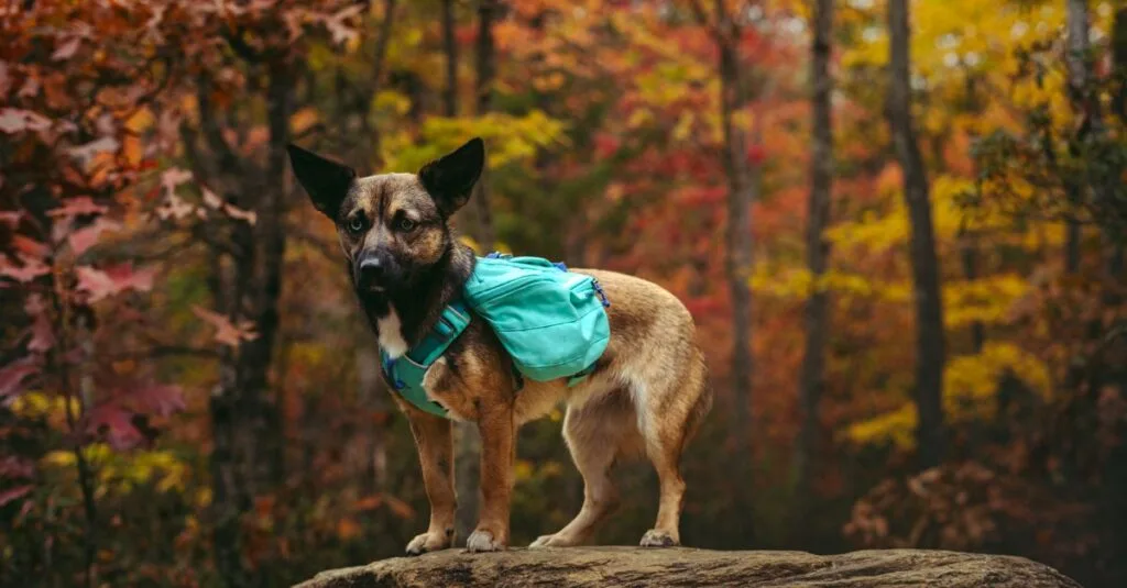 Dog in a teal backpack standing on an autumn rock