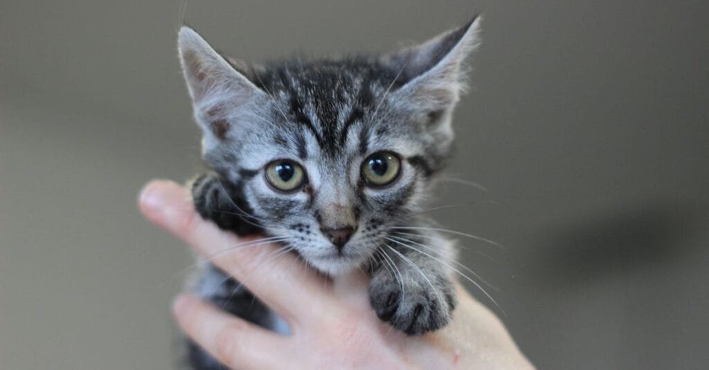 Gray tabby kitten sniffing an approaching hand