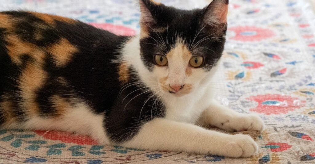 Calico cat resting on a patterned rug