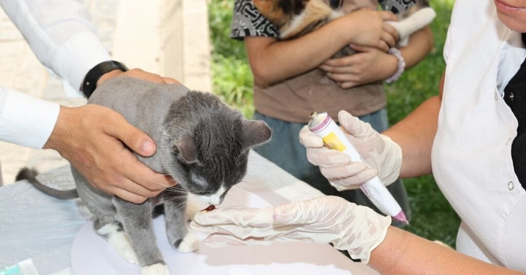 Veterinary staff giving a gray cat oral medication by syringe