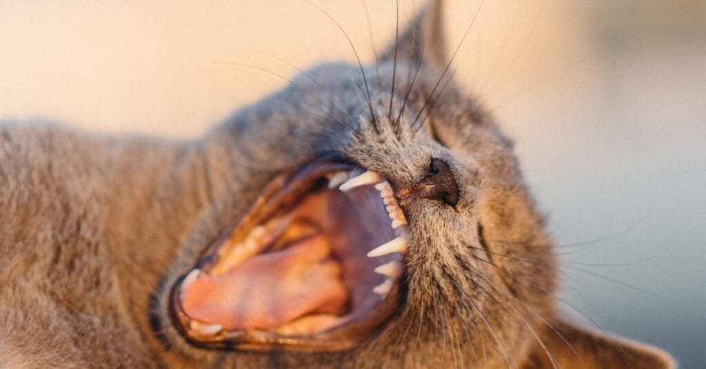 Cat mid-yawn showing a full set of teeth