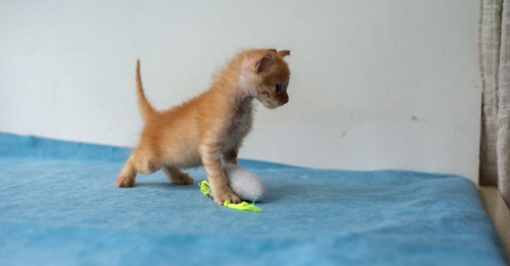 Tiny orange kitten stepping onto a toy