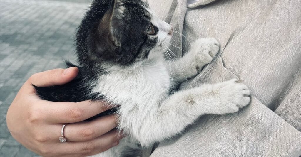 Woman gently cradling a tuxedo kitten against her shoulder