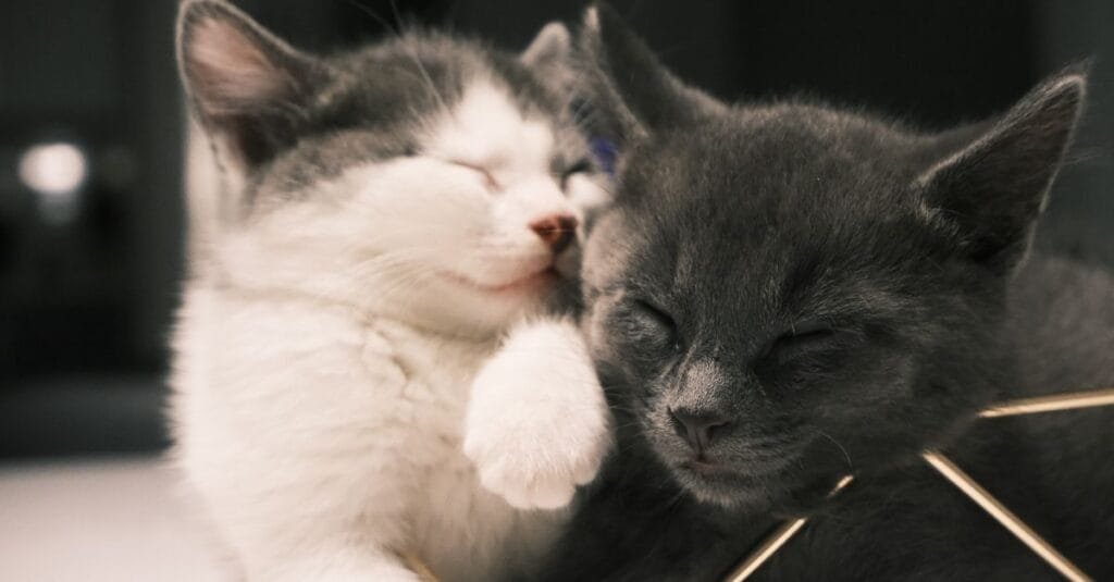 Kitten grooming a gray kitten affectionately