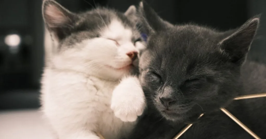Kitten grooming a gray kitten affectionately