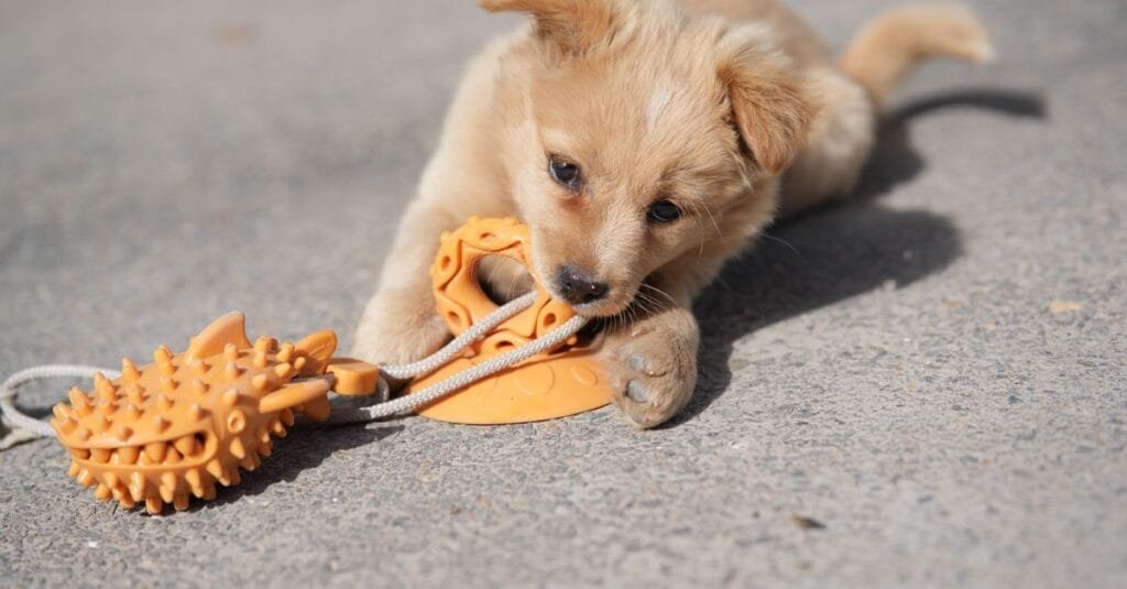 Puppy gnawing on a chew toy held in its paws