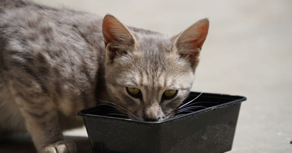 Young cat drinking from a black water box