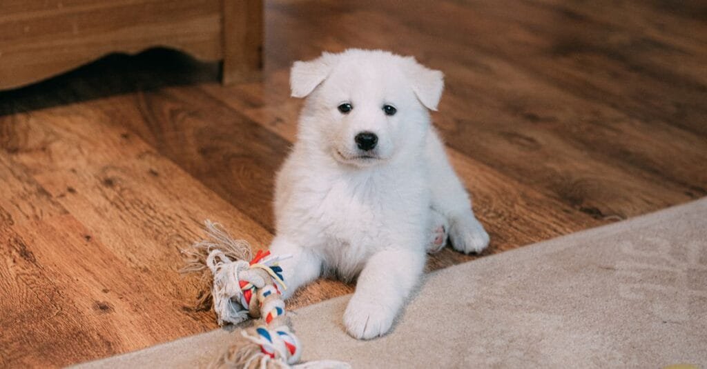 Small puppy mouthing a person’s hand