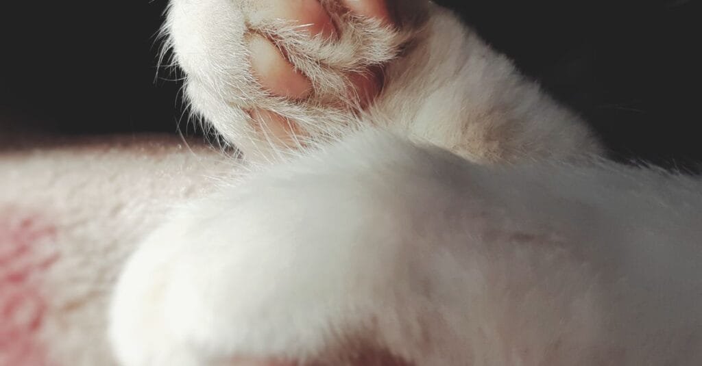 Close-up of a cat&rsquo;s paw pads and claws