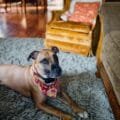 pexels photo 4263114