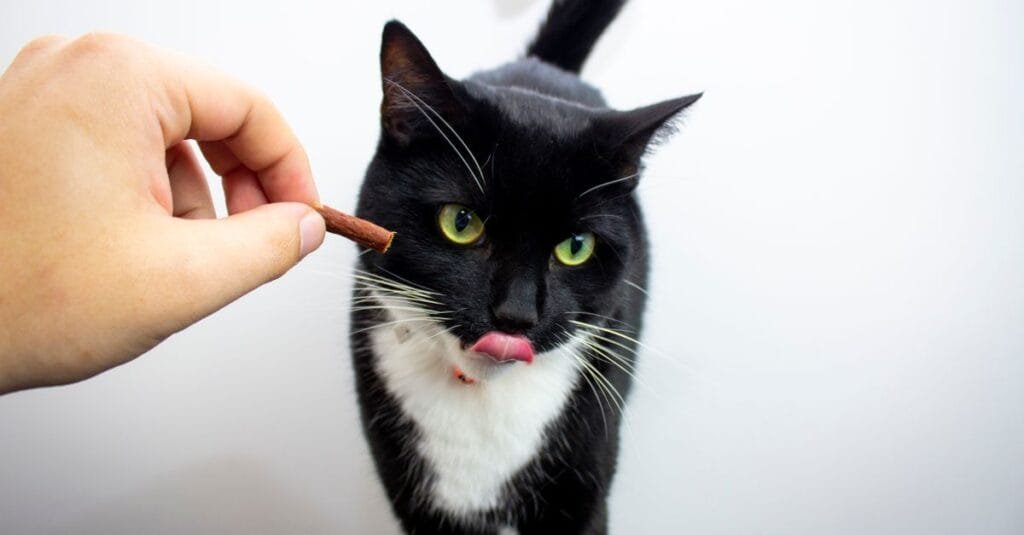 Tuxedo cat taking a treat with its tongue out