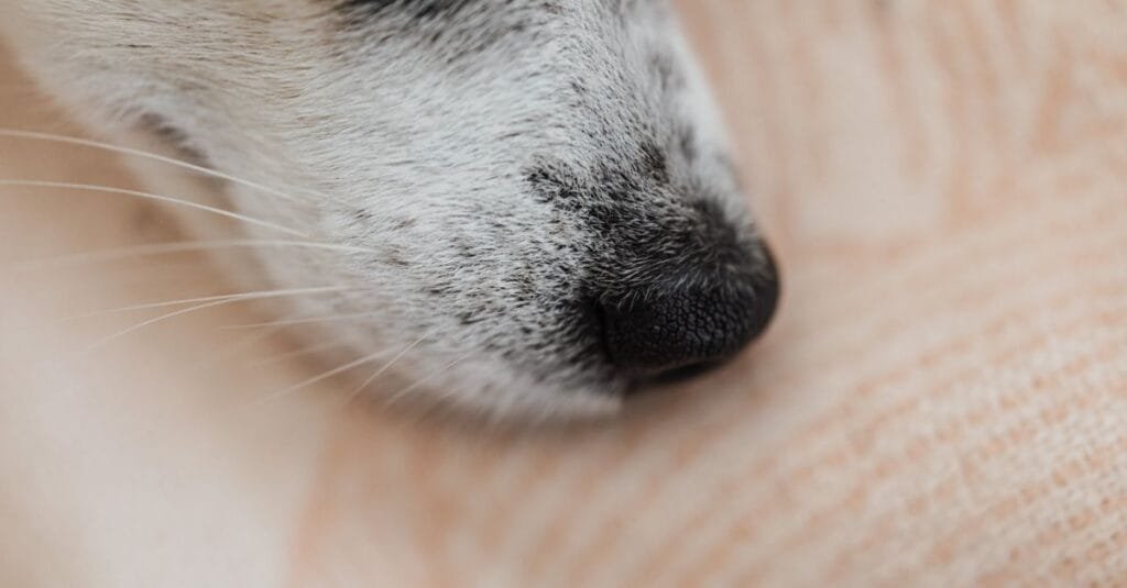 Close-up of a dog’s muzzle and nose