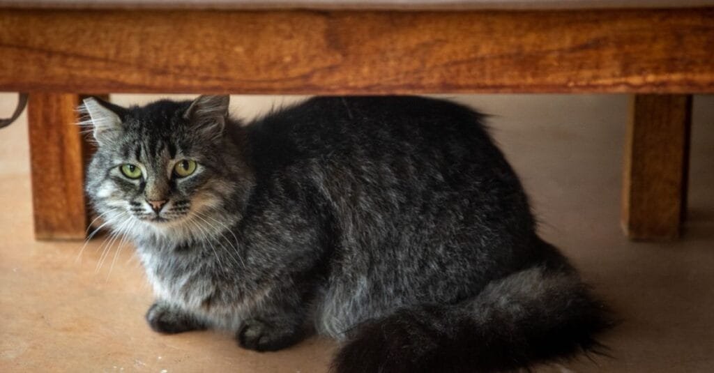 Dark tabby cat hiding under a wooden table