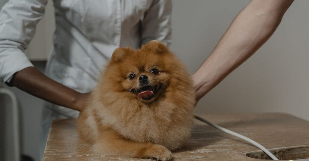 Pomeranian being examined on a table