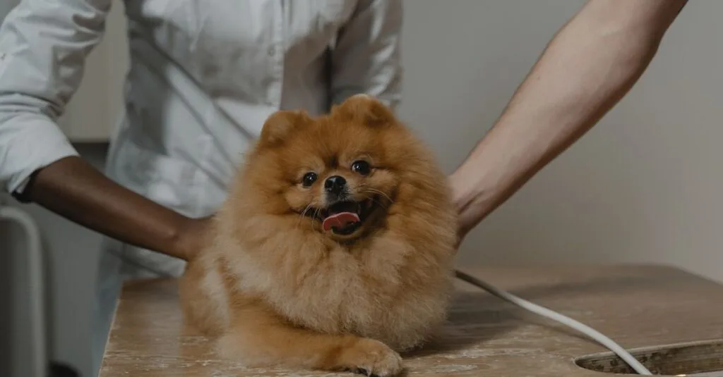 Pomeranian being examined on a table
