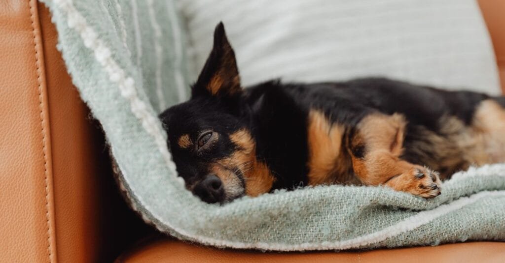 Dog sleeping peacefully under a blanket on the couch