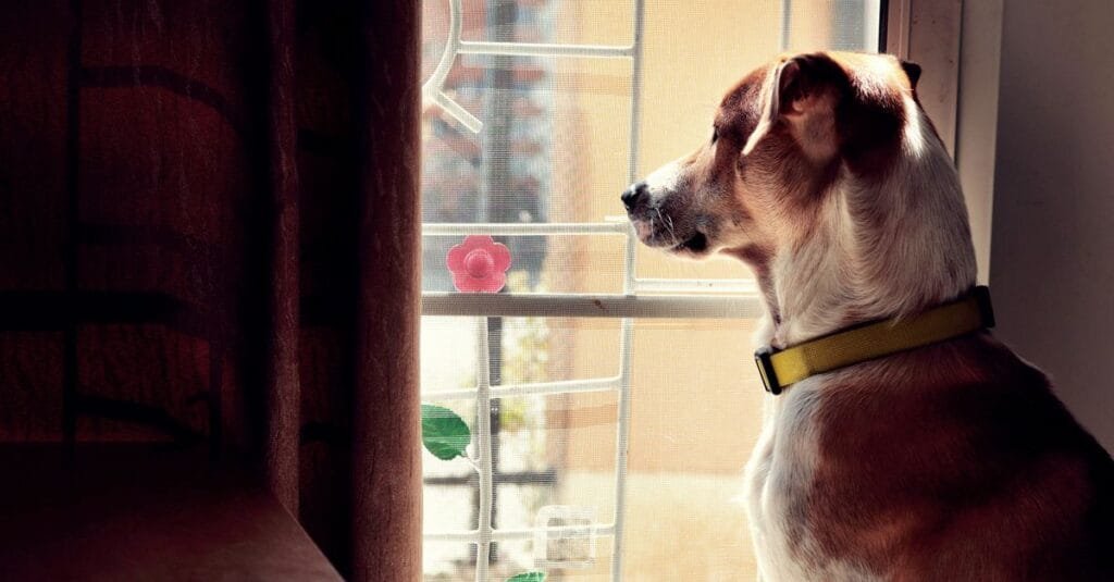 Dog looking out the window by the door