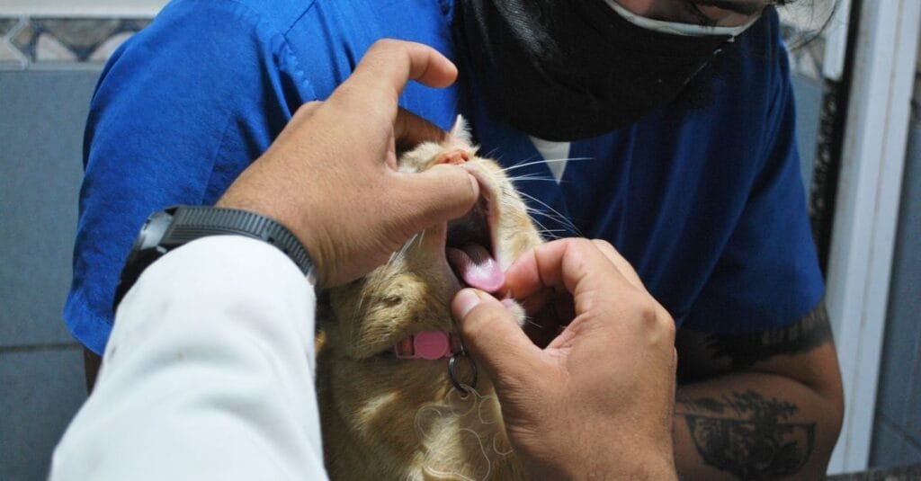Veterinarian examining a cat’s mouth in a clinic