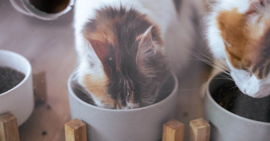 Two cats eating from elevated bowls