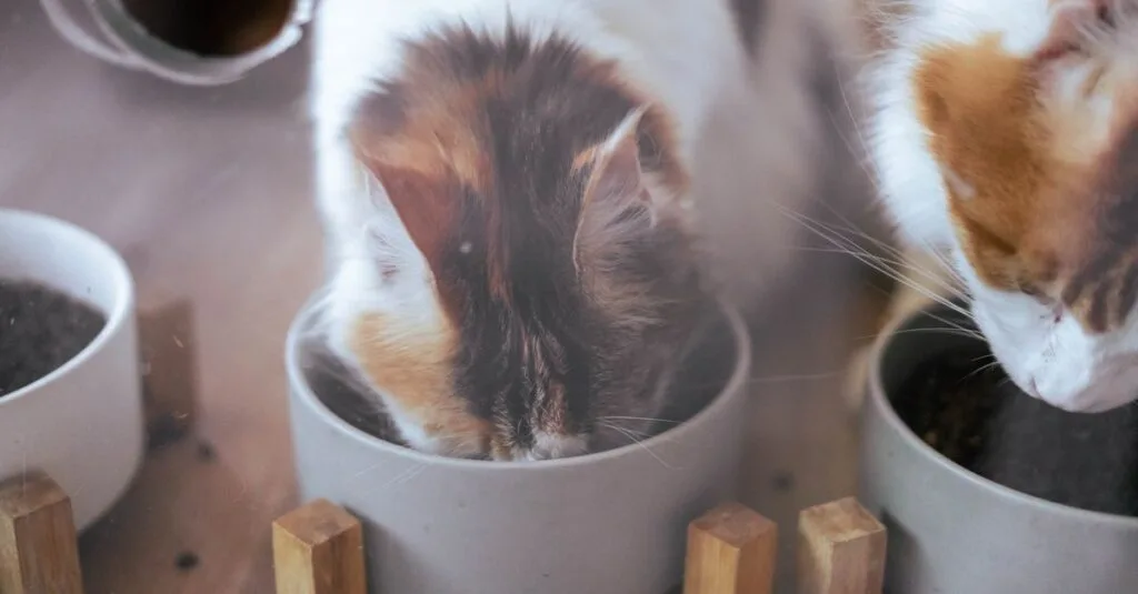 Two cats eating from elevated bowls
