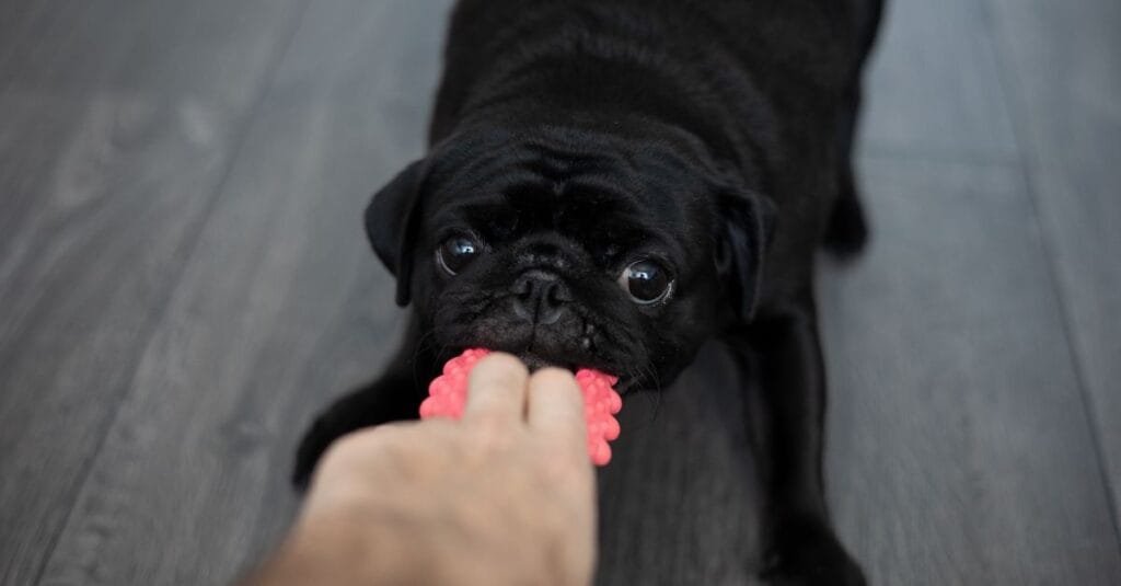 Puppy biting a rope toy during play