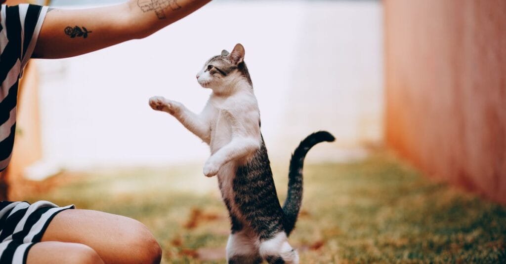 Kitten standing up to play with a person outdoors