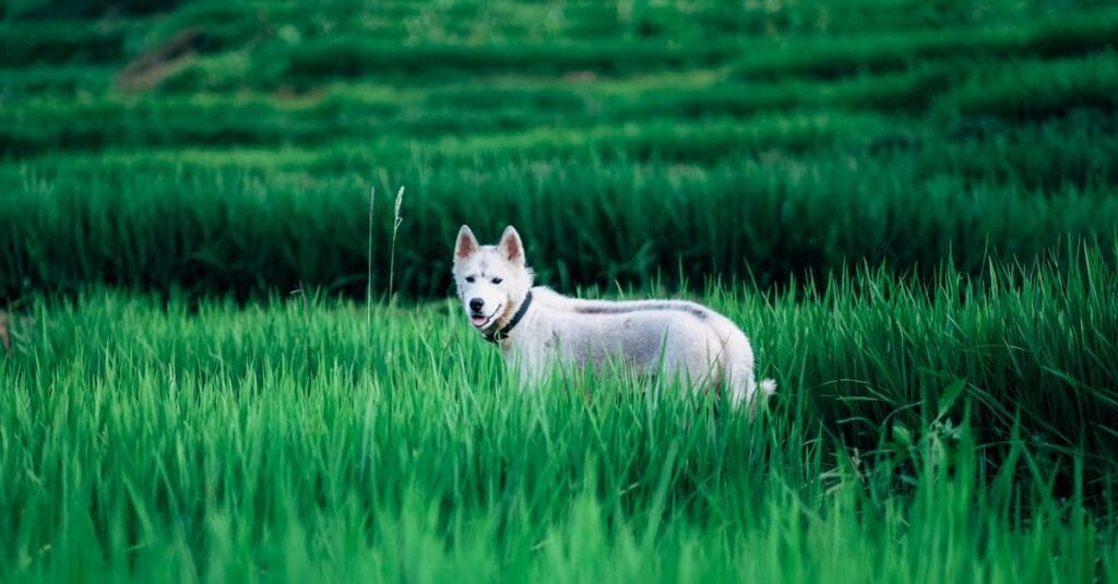 White dog standing in tall green grass