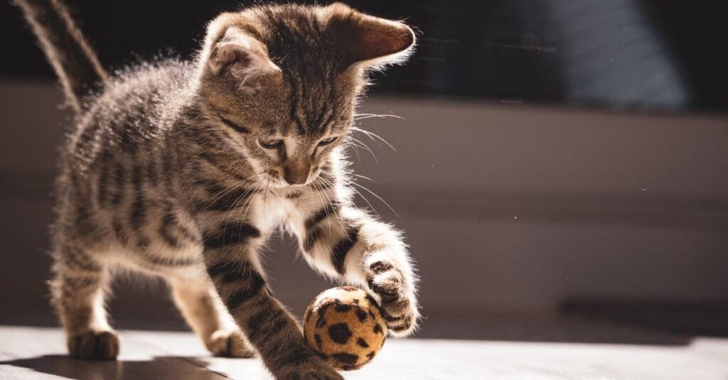 Kitten mid-pounce on a patterned ball