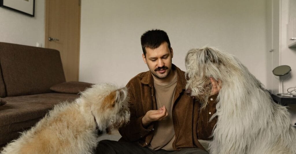 Man rewarding two dogs during a calm training session