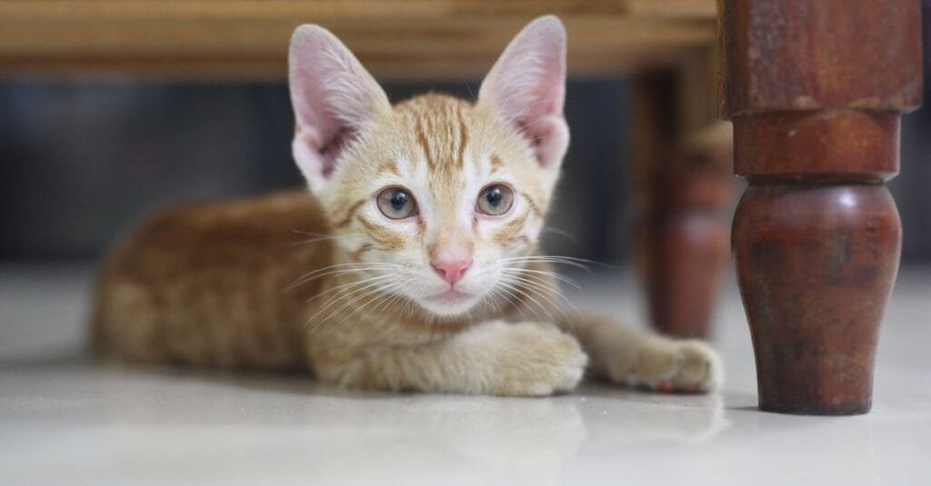 Cream kitten peering out from under furniture