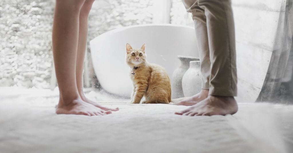 Orange kitten standing in a bathroom between someone’s feet