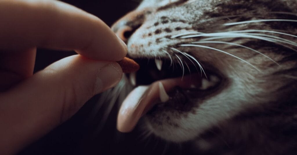 Close-up of a treat reaching a cat&rsquo;s open mouth